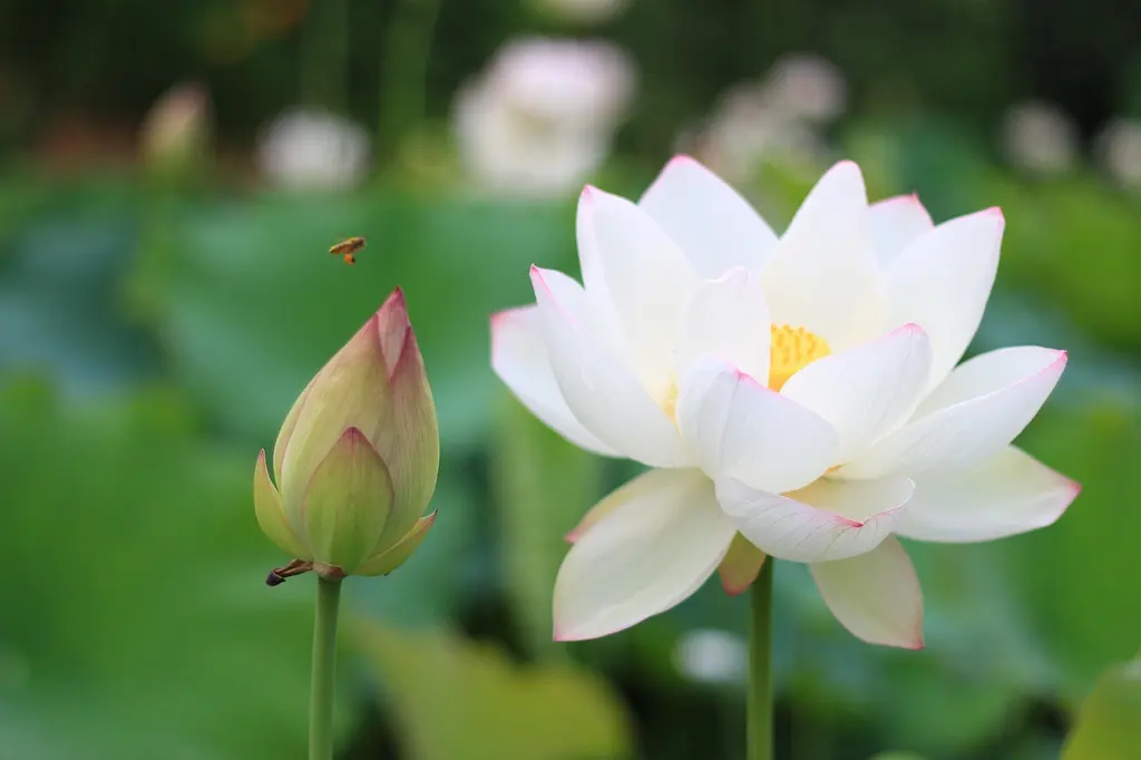 Programas de meditación — calma y claridad mental.